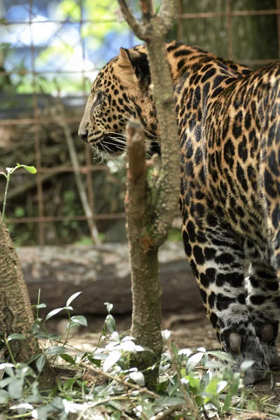 Giovane bel leopardo nel parco — Foto Stock