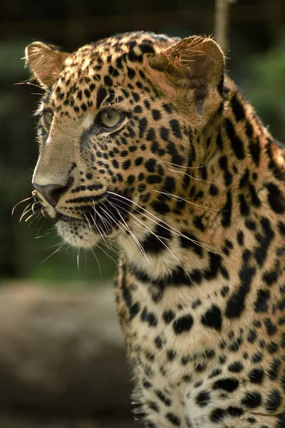Молодой красивый леопард в парке — стоковое фото