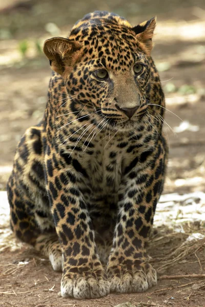 Młody piękny leopard w parku — Zdjęcie stockowe