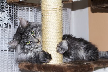 Güzel Kedi Evde Dinleniyor