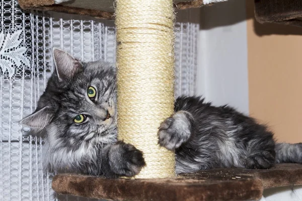 Le Chat Noir Et Blanc Moelleux Accroupie Sournoisement Sur