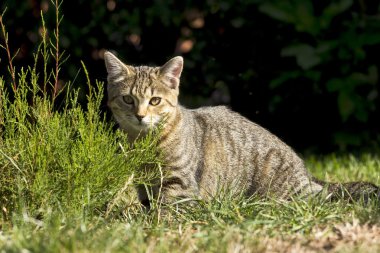 doğada oynarken küçük kedi yavrusu