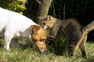 bir köpekle oynamayı yavru kedi