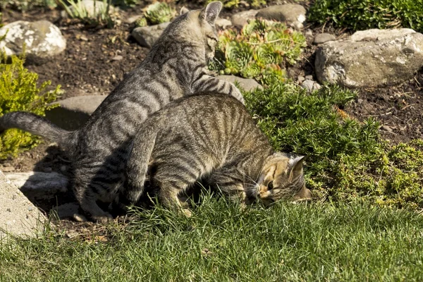 Dwa małe koty gry w przyrodzie — Zdjęcie stockowe