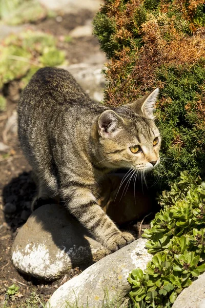 Little kitten playing in nature — Stock Photo, Image