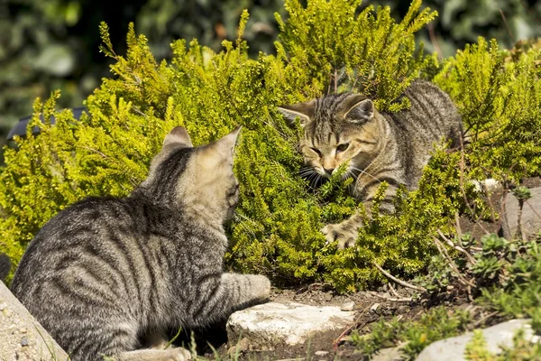 Две маленькие кошки играют на природе — стоковое фото