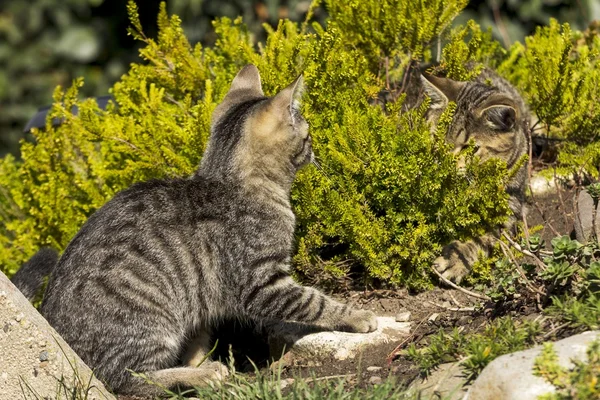 Deux petits chats jouant dans la nature — Photo