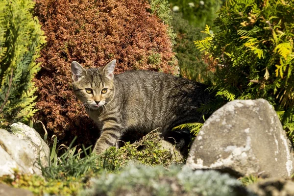 Kleine Kätzchen spielen in der Natur — Stockfoto