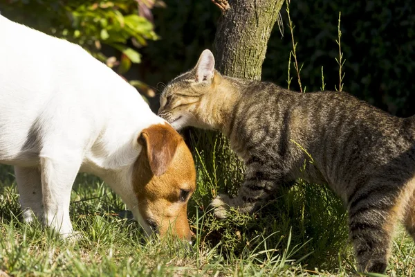 Chaton jouer avec un chien — Photo