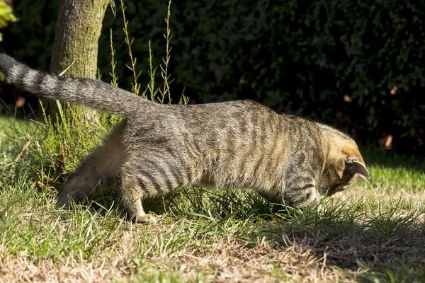 Doğada oynarken küçük kedi yavrusu — Stok fotoğraf