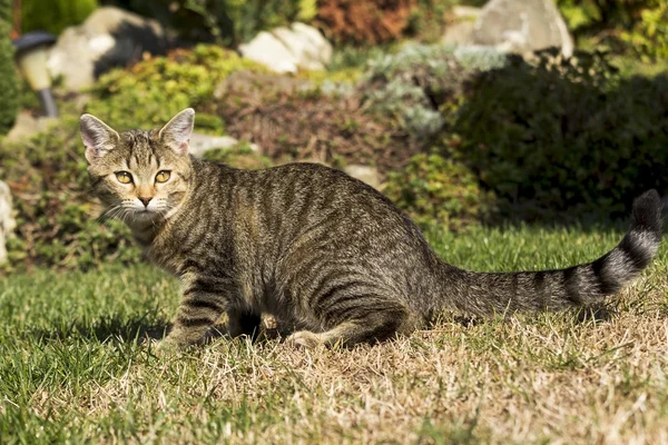 Doğada oynarken küçük kedi yavrusu — Stok fotoğraf