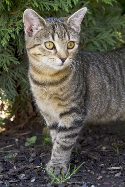 Doğada oynarken küçük kedi yavrusu — Stok fotoğraf