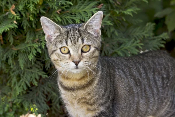 Little kitten playing in nature — Stock Photo, Image