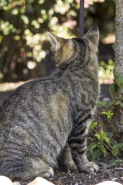 Doğada oynarken küçük kedi yavrusu — Stok fotoğraf