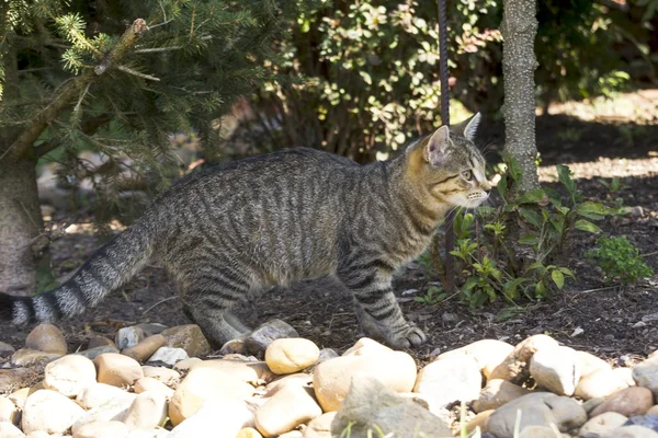 Doğada oynarken küçük kedi yavrusu — Stok fotoğraf