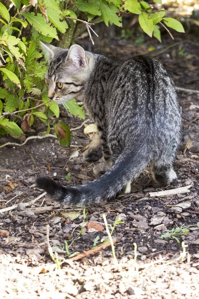 Malé kotě hraje v přírodě — Stock fotografie