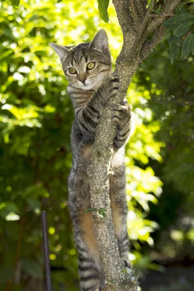 Little kitten playing in nature — Stock Photo, Image