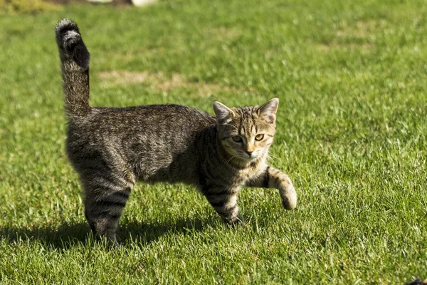自然で遊ぶ子猫 — ストック写真