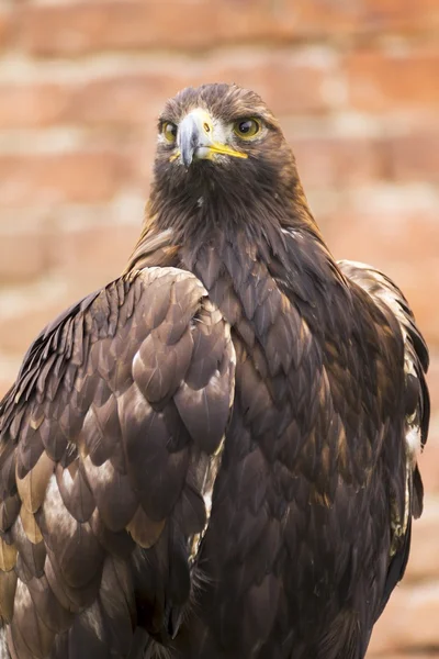 鷹狩りショーで危険な捕食者 — ストック写真