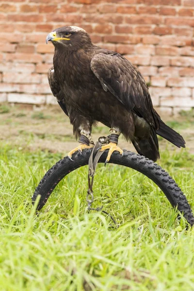 Dangerous predator on falconry show — Stock Photo, Image