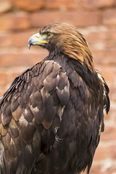 Dangerous predator on falconry show — Stock Photo, Image