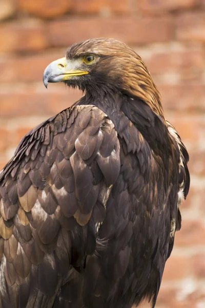 Dangerous predator on falconry show — Stock Photo, Image