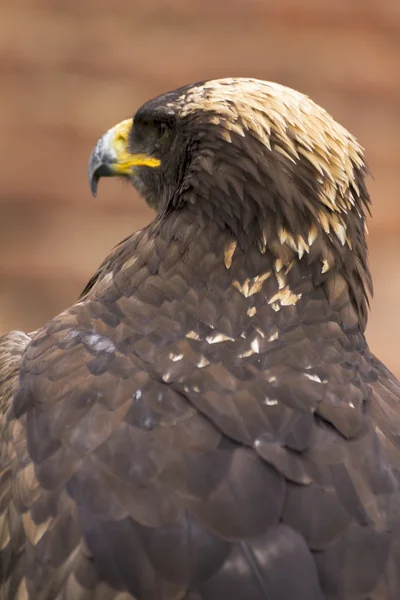 鷹狩りショーで危険な捕食者 — ストック写真
