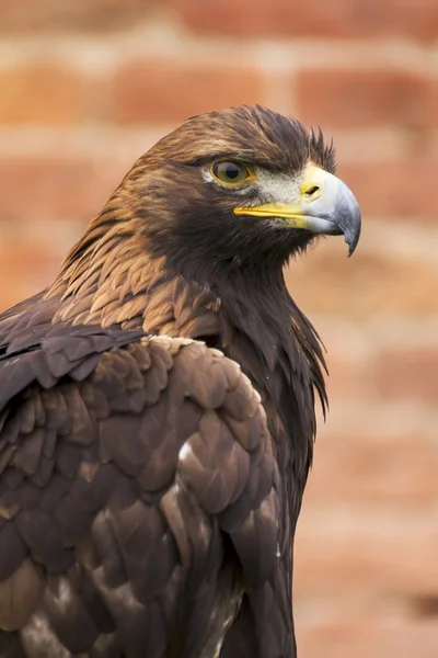 Dangerous predator on falconry show — Stock Photo, Image