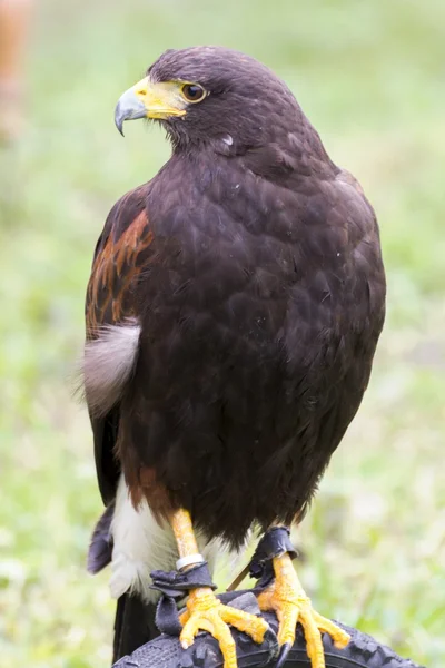 Dangerous predator on falconry show — Stock Photo, Image