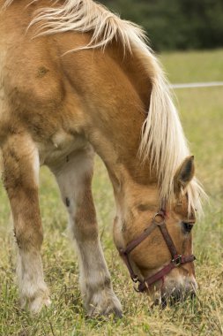 güzel at çayır üzerinde otlatma