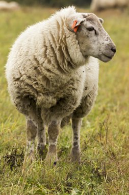 Koyun sürüsü mera üzerinde