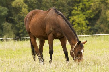 güzel at çayır üzerinde otlatma
