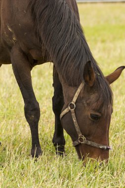 güzel at çayır üzerinde otlatma