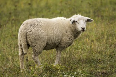 Koyun sürüsü mera üzerinde