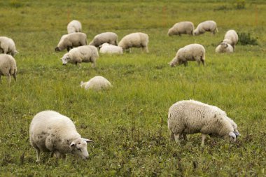 Koyun sürüsü mera üzerinde