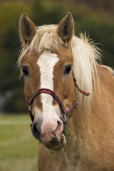 Schönes Pferd auf der Weide — Stockfoto