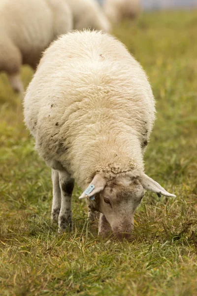 Koyun sürüsü mera üzerinde — Stok fotoğraf
