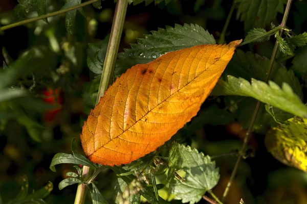 Fallen beautiful colorful autumn leaves — Stock Photo, Image