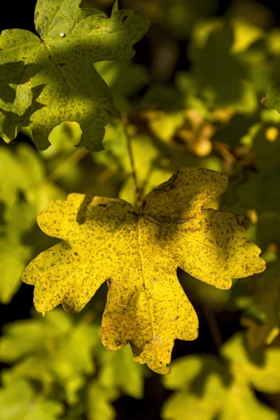 Gevallen prachtige kleurrijke Herfstbladeren — Stockfoto