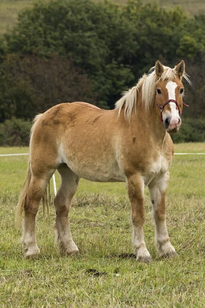 Schönes Pferd auf der Weide — Stockfoto