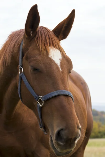Prachtige paarden op de weide grazen — Stockfoto