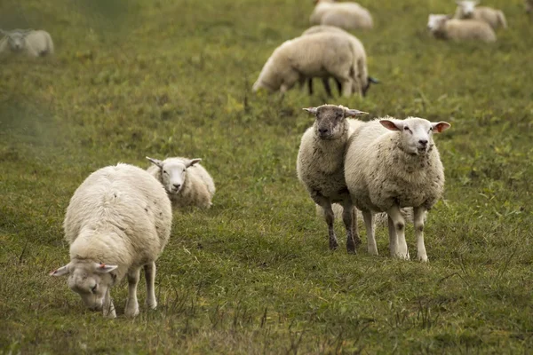 Rebaño de ovejas en el pasto — Foto de Stock