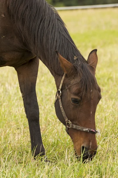 Gyönyörű ló a réten legelésző — Stock Fotó