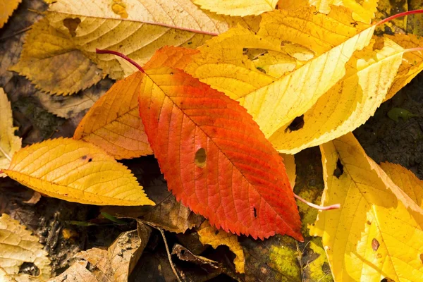 Fallen beautiful colorful autumn leaves — Stock Photo, Image