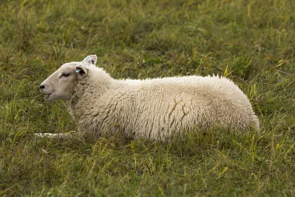 Rebanho de ovelhas em pastagens — Fotografia de Stock