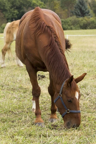 Prachtige paarden op de weide grazen — Stockfoto