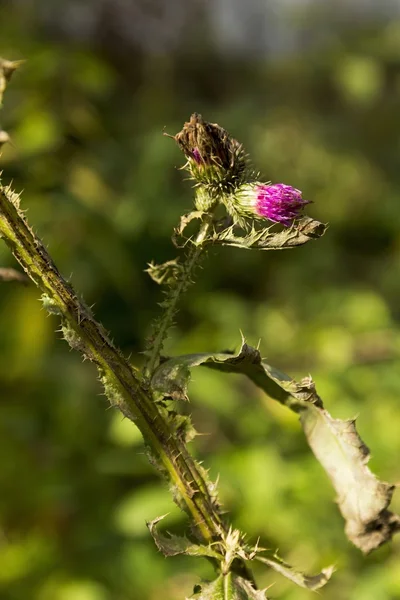 Сухой цветок лопуха осенью — стоковое фото
