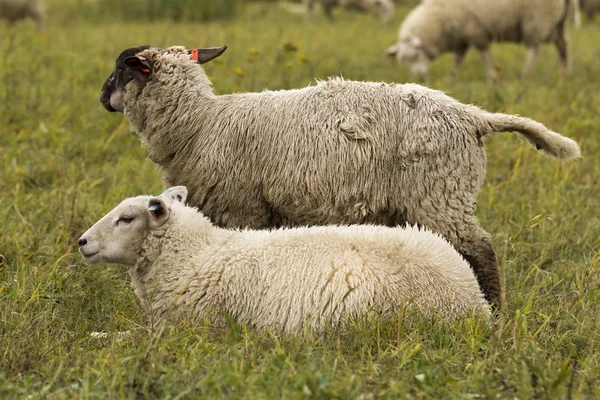 Rebaño de ovejas en el pasto — Foto de Stock