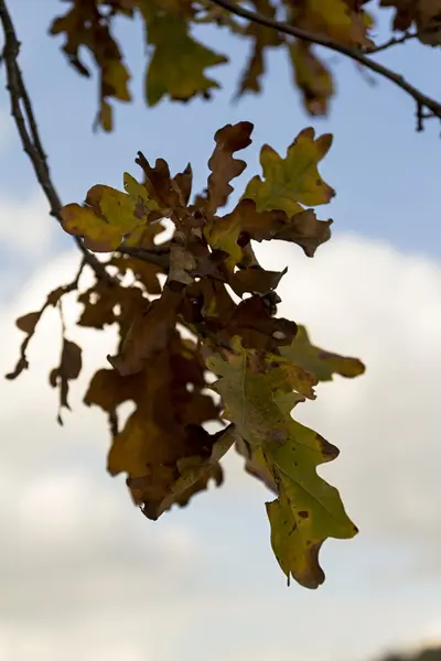 Caídas hermosas hojas coloridas de otoño — Foto de Stock