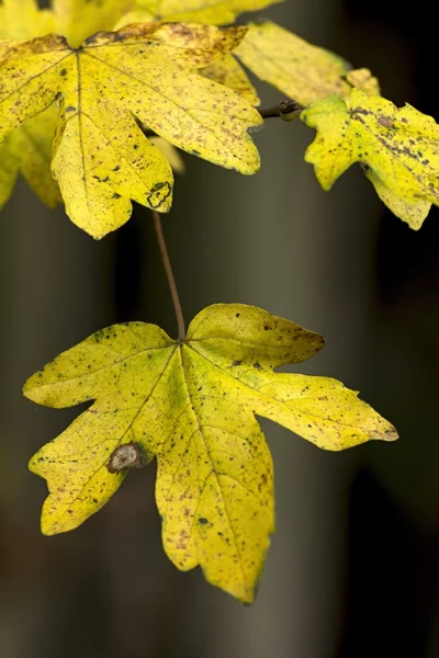 Gevallen prachtige kleurrijke Herfstbladeren — Stockfoto